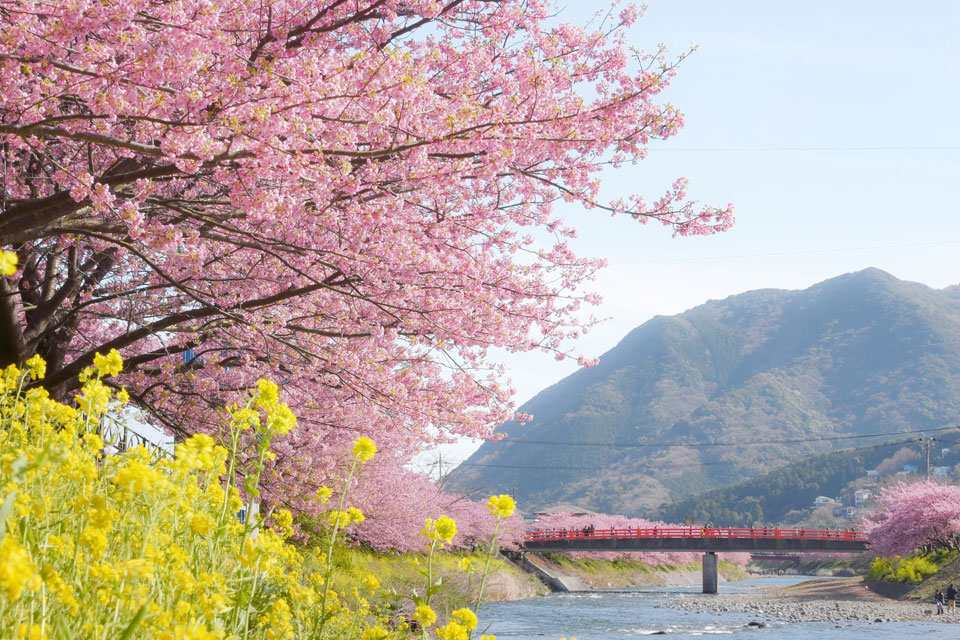 春旅特集